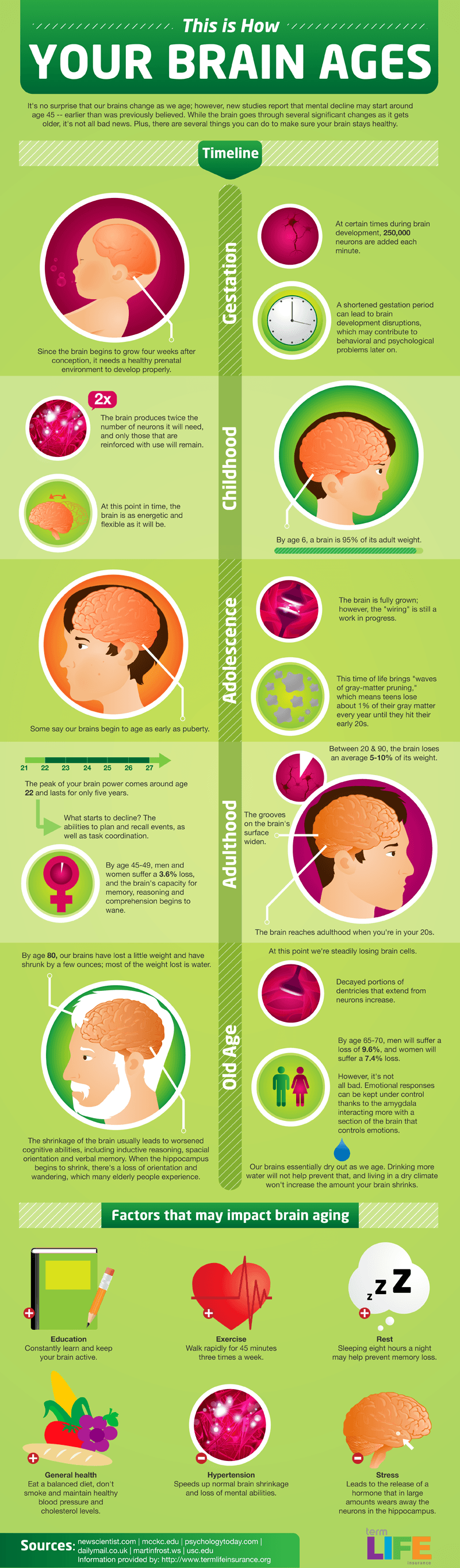 How Your Brain Ages Infographic
