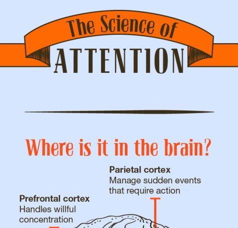 The Science of Attention in eLearning Infographic