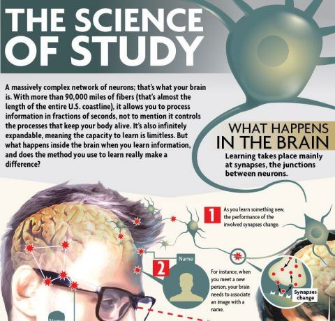 What Happens to Our Brain When Learning Occurs Infographic - e-Learning