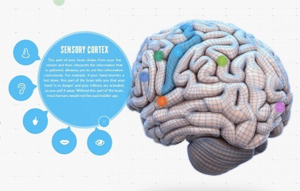 Your Brain Map: Strategies For Accelerated Learning Infographic