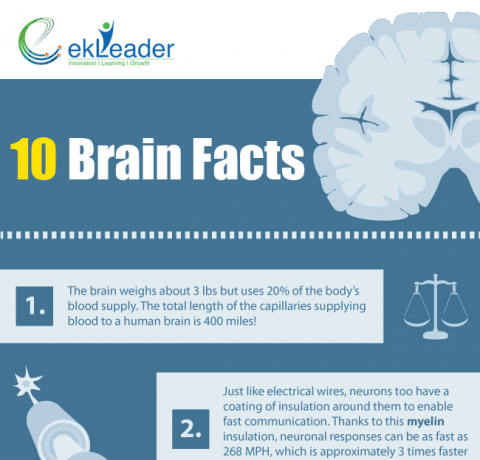 Ten Interesting Brain Facts Infographic