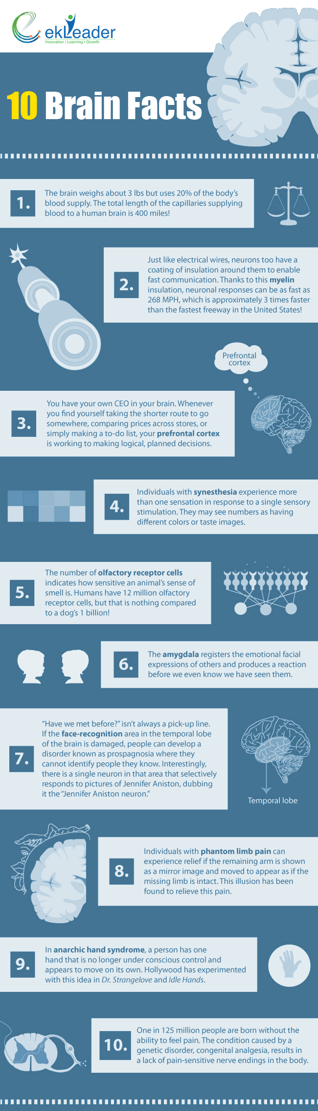 Ten Interesting Brain Facts Infographic
